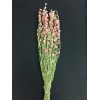 LARKSPUR  25"    PINK- 
